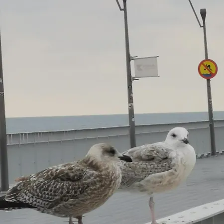 Diva Prywatny Z Tarasem * Kolberg