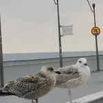 Diva Prywatny Z Tarasem * Kolobřeh
