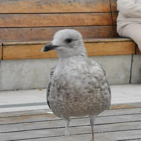 Apartment Diva Prywatny Z Tarasem *