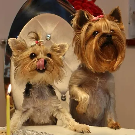 Apartment Diva Prywatny Z Tarasem *