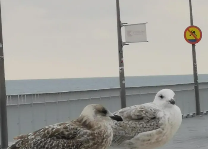 Diva Prywatny Z Tarasem * Kolobrzeg