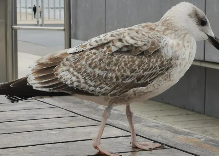 Diva Prywatny Z Tarasem Apartment *