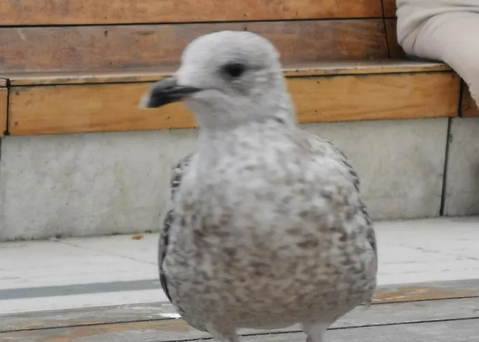 Apartment Diva Prywatny Z Tarasem *