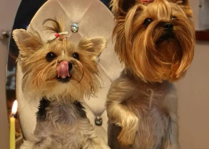 Apartment Diva Prywatny Z Tarasem *